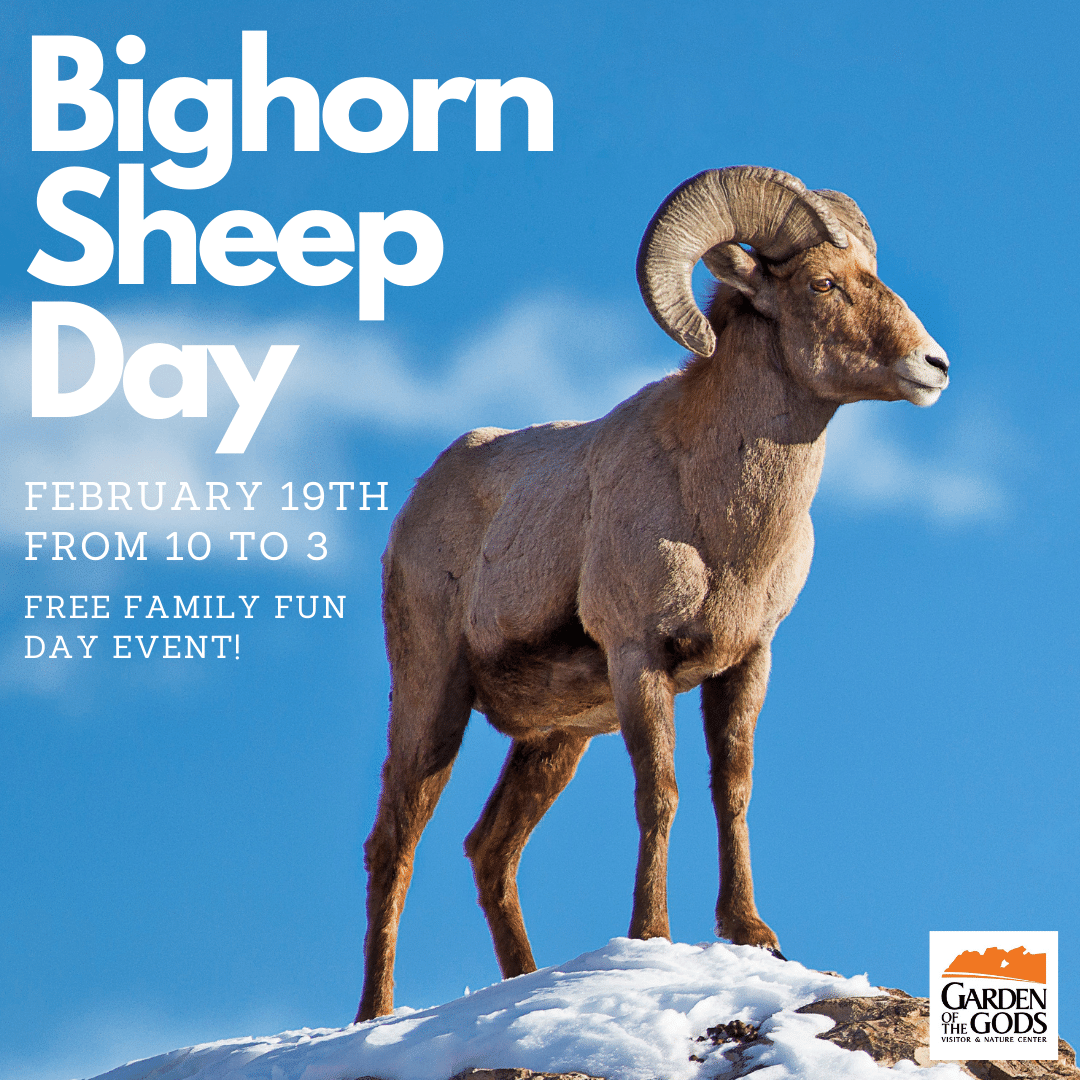 Bighorn Sheep Day