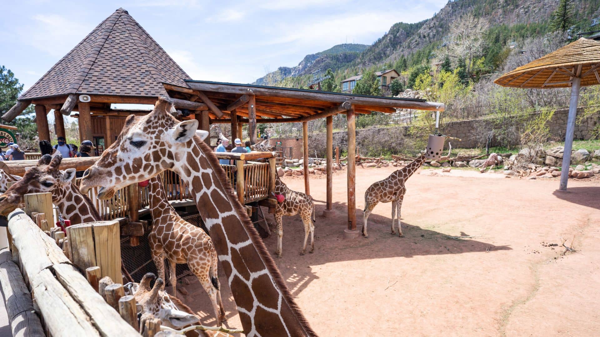 Cheyenne Mountian Zoo giraffe pictures