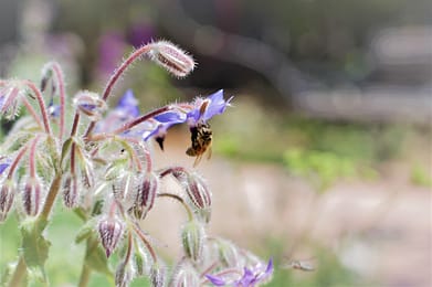 Bee at Mansions Park
