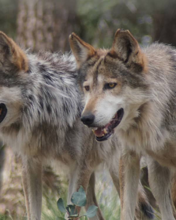Colorado Wolf and Wildlife Center - Manitou Springs