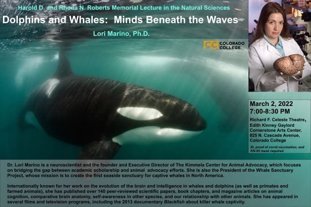 "Dolphins and Whales: Minds Beneath the Waves"