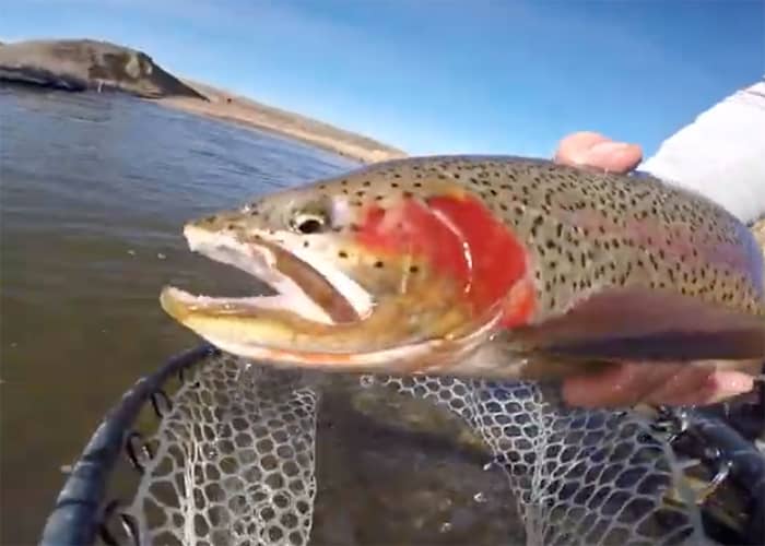 Angler's Covey