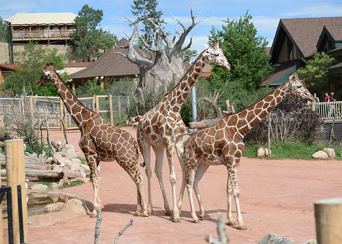 Cheyenne Mountain Zoo in Colorado Springs, Colorado