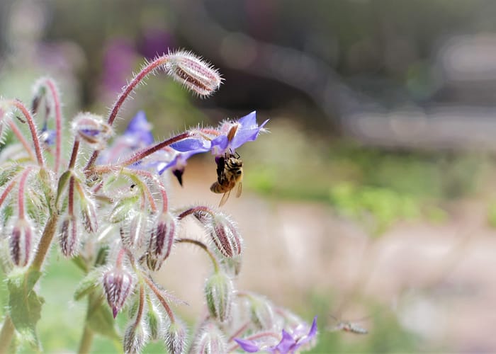 Bee at Mansions Park