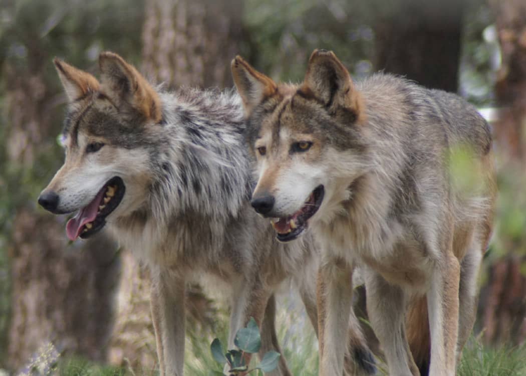 Colorado Wolf and Wildlife Center Manitou Springs